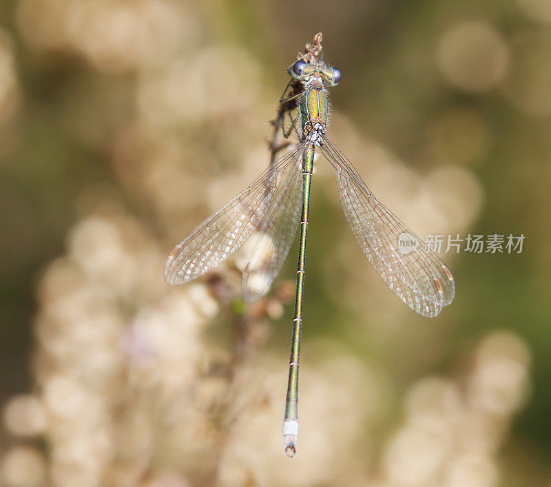 小翡翠豆娘(Lestes virens